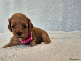 Cavapoo dogs Adorable F1 Cavapoo puppies - Advert 6