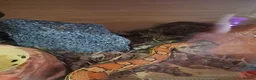 Corn Snake reptiles for sale: Corn snake full set up  - Advert 2