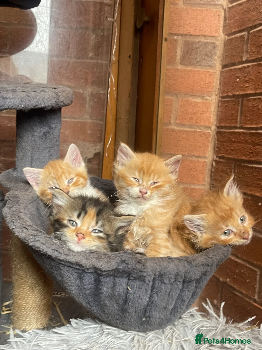 British Longhair cats for sale: 6 beautiful kittens looking for a loving home in Birmingham - Advert 2