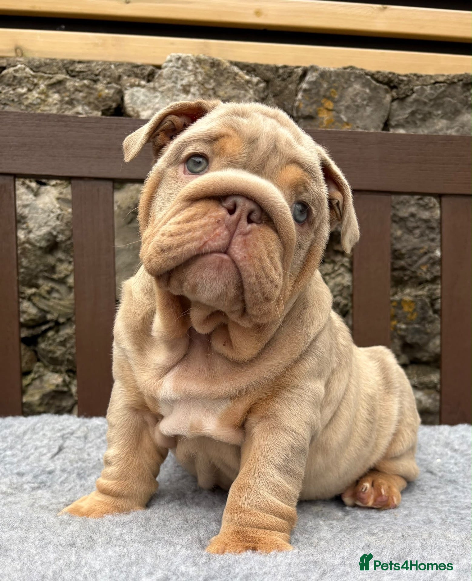 English Bulldog dogs Ready today! English bulldog puppies - Advert 1