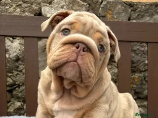 English Bulldog dogs Ready today! English bulldog puppies - Advert 1