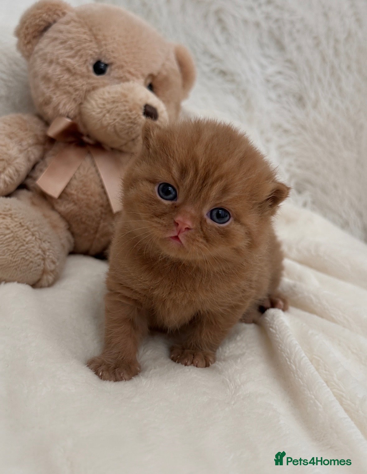 British Shorthair cats 🤎✨ Stunning Cinnamon British Shorthair Kittens  - Advert 1