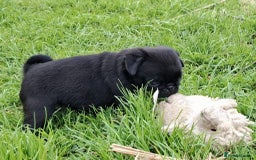 Pug dogs for sale: Pug puppies-Merle, panda and koi - Image 15