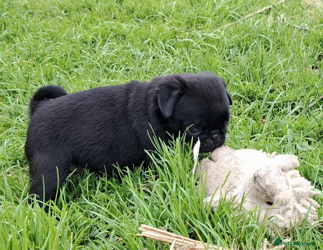 Pug dogs for sale: Pug puppies-Merle, panda and koi - Image 15
