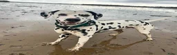 Dalmatian dogs for stud: STUNNING PROVEN KC BLACK SPOTTED DALMATIAN - Advert 4