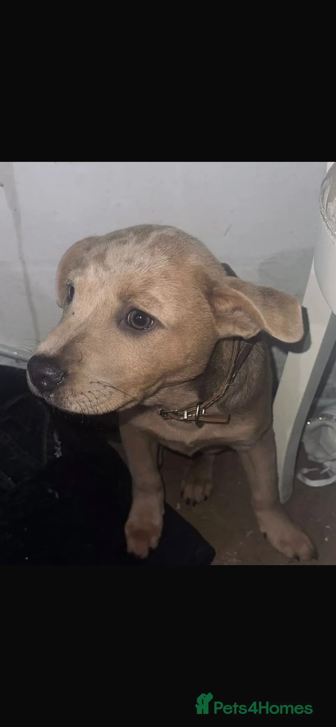 Staffordshire Bull Terrier dogs for sale: Puppie for sale  - Advert 2