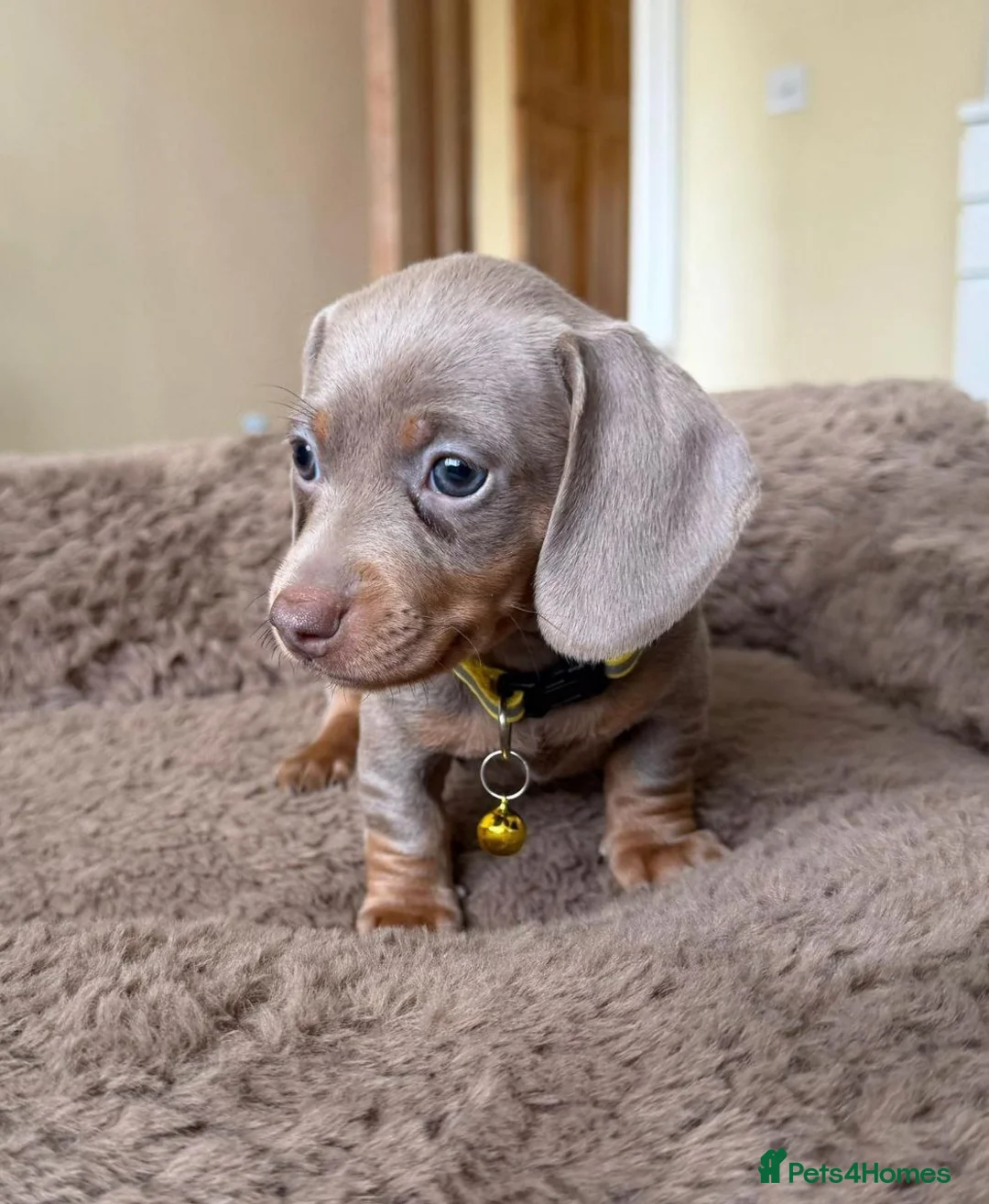 Miniature Dachshund dogs for sale: Beautiful Miniature Dachshund puppies in Stoke-on-Trent - Advert 2