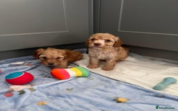 Cavapoo dogs for sale: * Cavapoo Boys available * - Image 10
