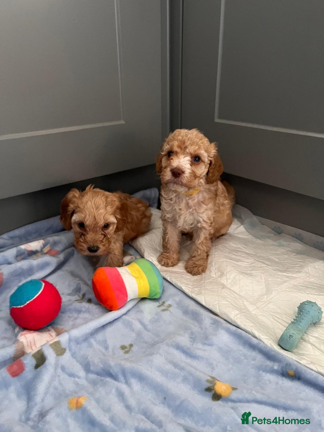Cavapoo dogs for sale: * Cavapoo Boys available * - Image 10