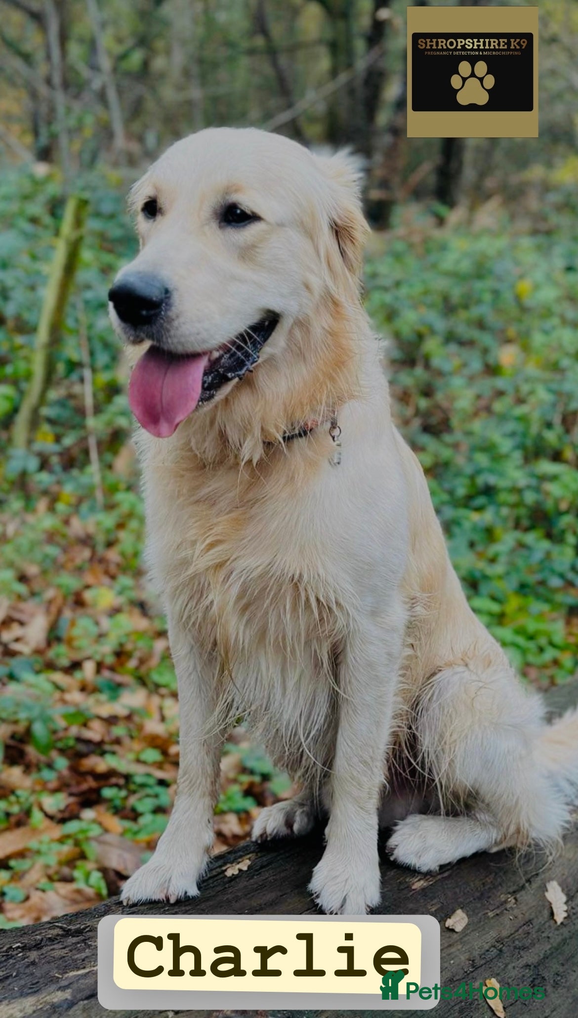 Golden Retriever dogs Charlie available at stud  in Telford - Advert 9