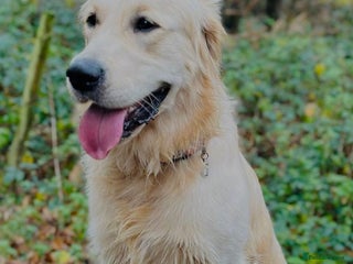 Golden Retriever dogs in Telford - Advert 12