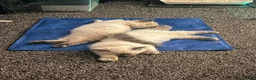 Ragdoll cats for sale: GCCF Blue Point Ragdoll Boys Ready Now - Advert 12
