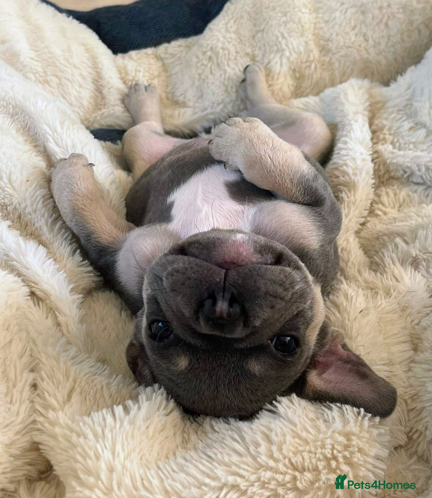 French Bulldog dogs French bulldog puppies  - Advert 2