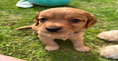 Cockapoo dogs - Advert 6