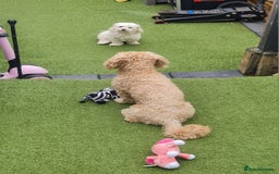 Maltipoo dogs for sale: Multipoo boy - Image 9