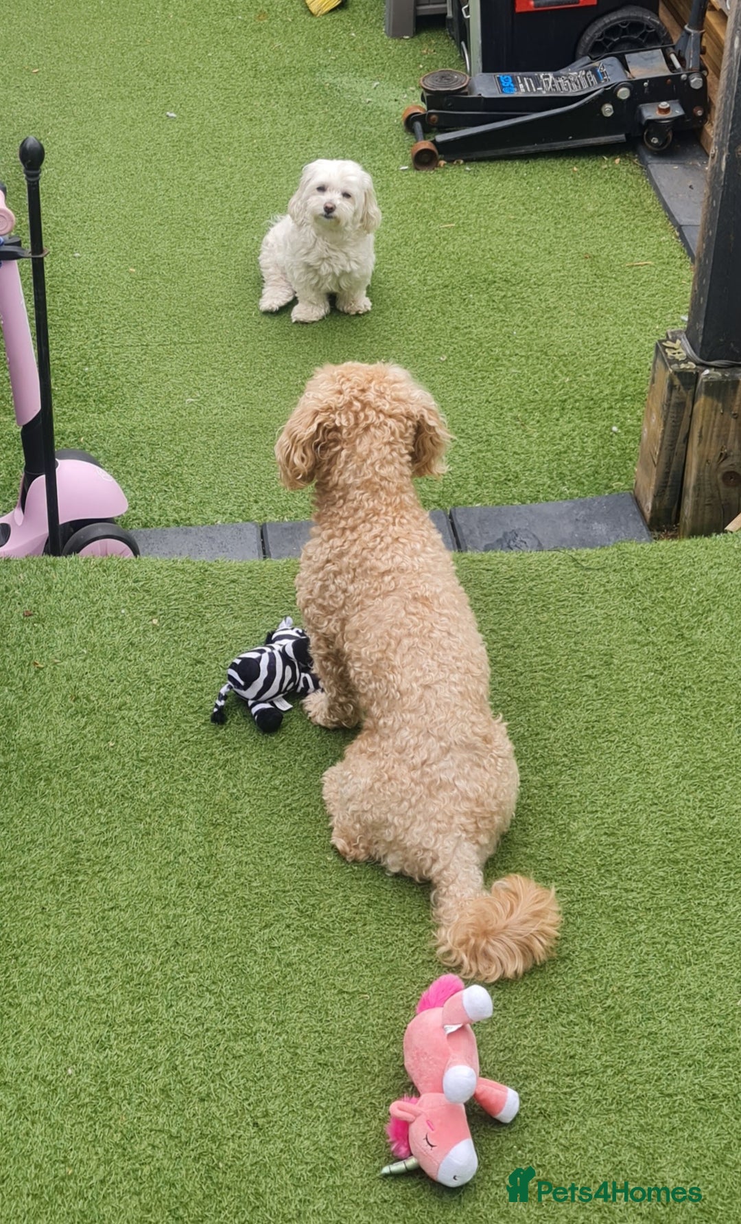 Maltipoo dogs for sale: Multipoo boy - Image 9