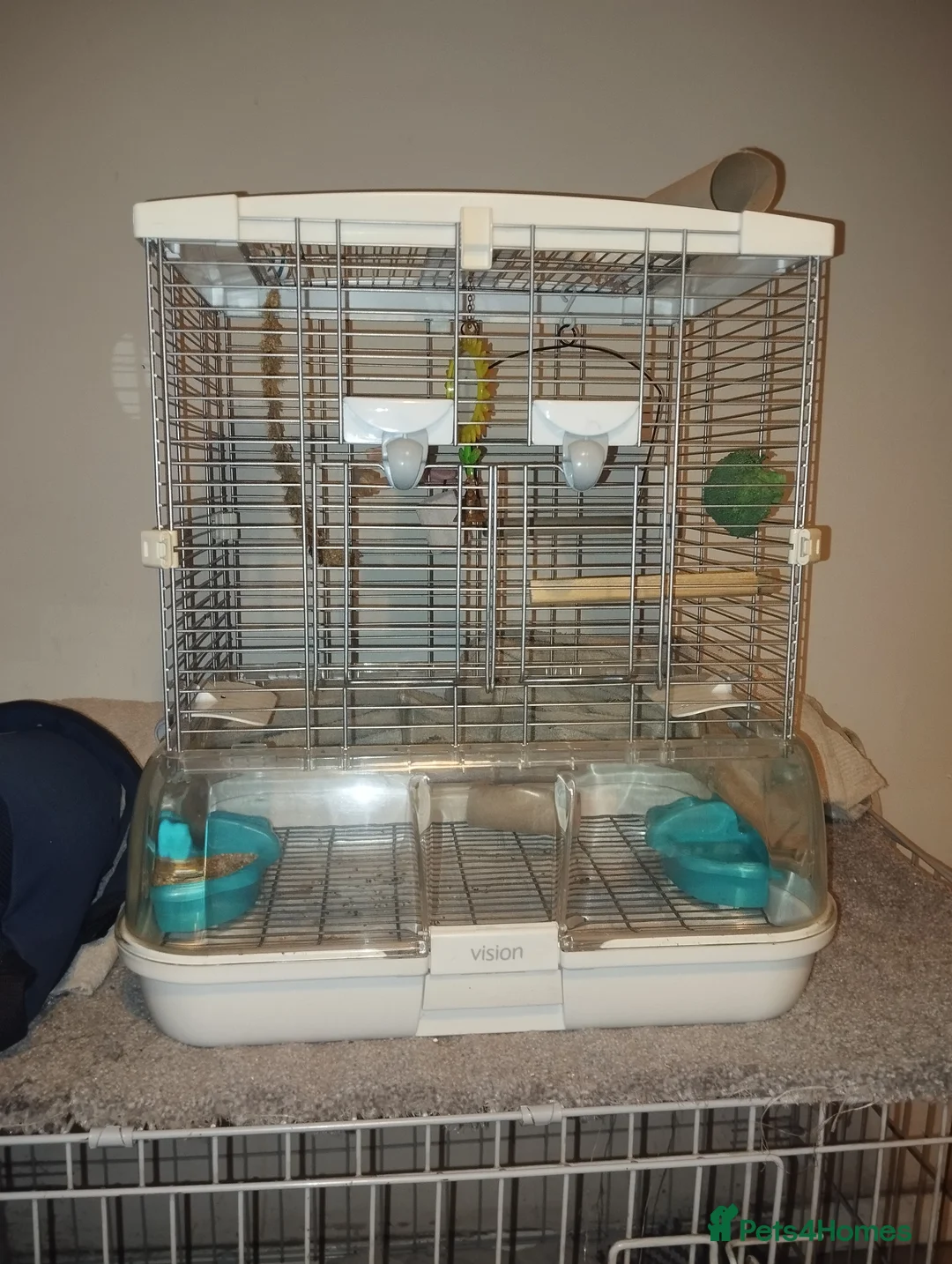 Budgerigars birds for sale: Budgie female for sale very tame Lutino  - Advert 2
