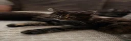 Maine Coon cats for sale: Pure breed Maine coon kittens for sale - Advert 9