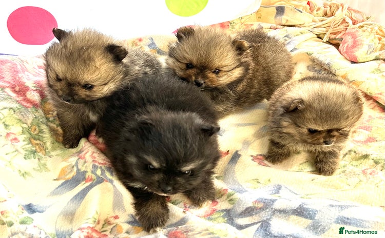 Pomeranian dogs Lovely Pomeranian puppies  - Advert 4