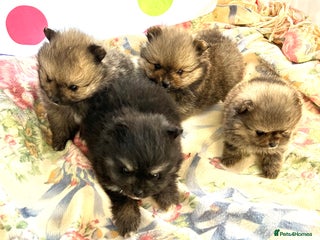 Pomeranian dogs Lovely Pomeranian puppies - Advert 2