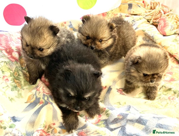 Pomeranian dogs Lovely Pomeranian puppies - Advert 2