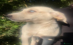 Mixed Breed dogs for sale: 3 loving puppies  - Image 2