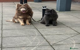 German Shepherd dogs for stud: Sabre, big strong straight backed DMclear male GSD in Stoke-on-Trent - Image 14