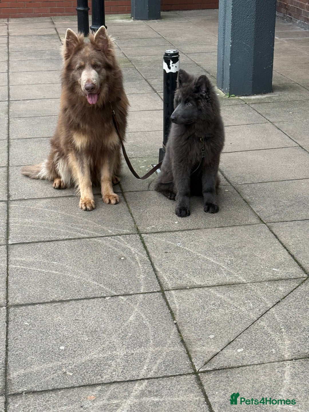 German Shepherd dogs for stud: Sabre, big strong straight backed DMclear male GSD in Stoke-on-Trent - Image 14