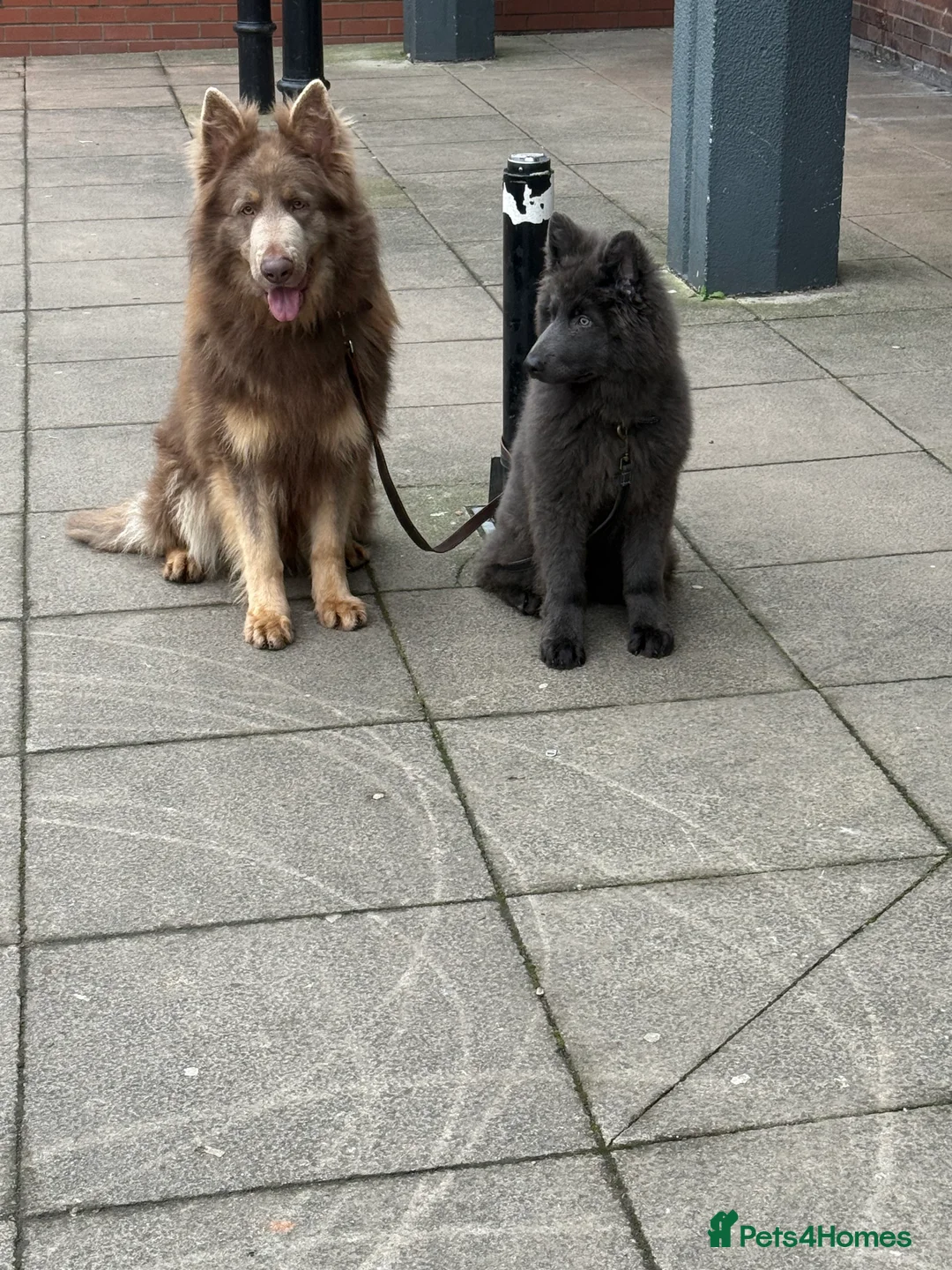 German Shepherd dogs for stud: Sabre, big strong straight backed DMclear male GSD in Stoke-on-Trent - Advert 14