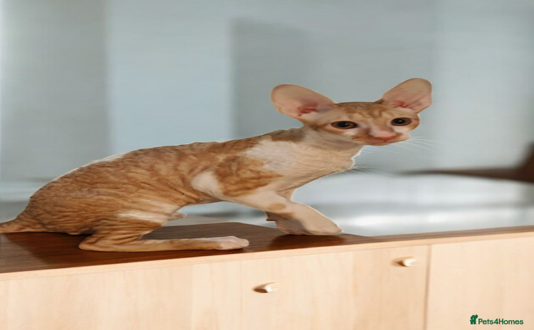 Cornish Rex cats Cornish Rex kittens available to reserve. - Advert 1