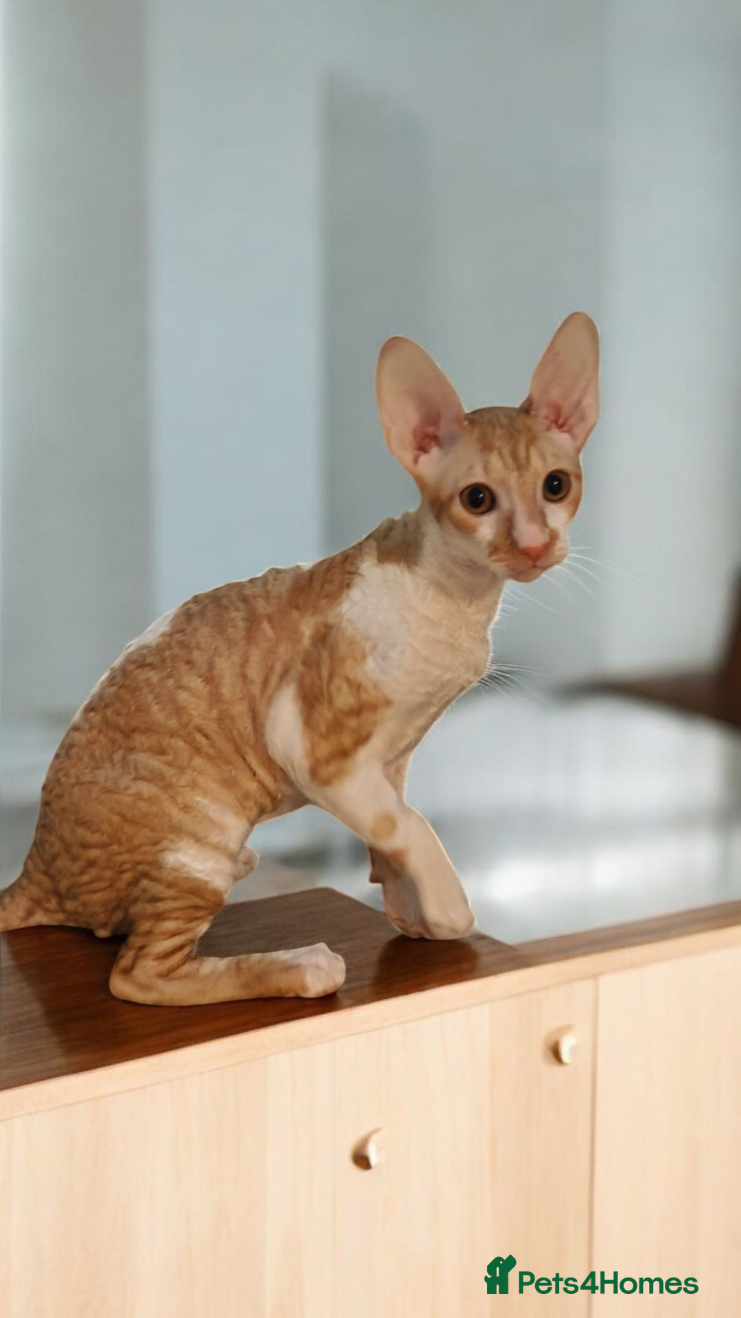 Cornish Rex cats for sale: Cornish Rex Kitten Ready for his new  home! - Advert 3