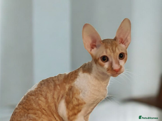 Cornish Rex cats Cornish Rex kittens available to reserve. - Advert 1