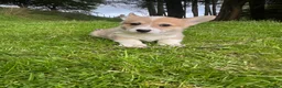 Welsh Corgi Pembroke dogs for sale: Beautiful Natural Bob Tail Pembrokeshire Pups - Advert 8