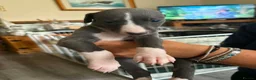Whippet dogs for sale: Whippet puppies for sale in Grimsby - Advert 12