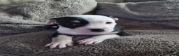 Mixed Breed dogs for sale: Beautiful Staffordshire cross puppies  in Stoke-on-Trent - Advert 8