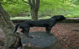 Cane Corso dogs for stud: Male cane corso looking to breed  - Image 2