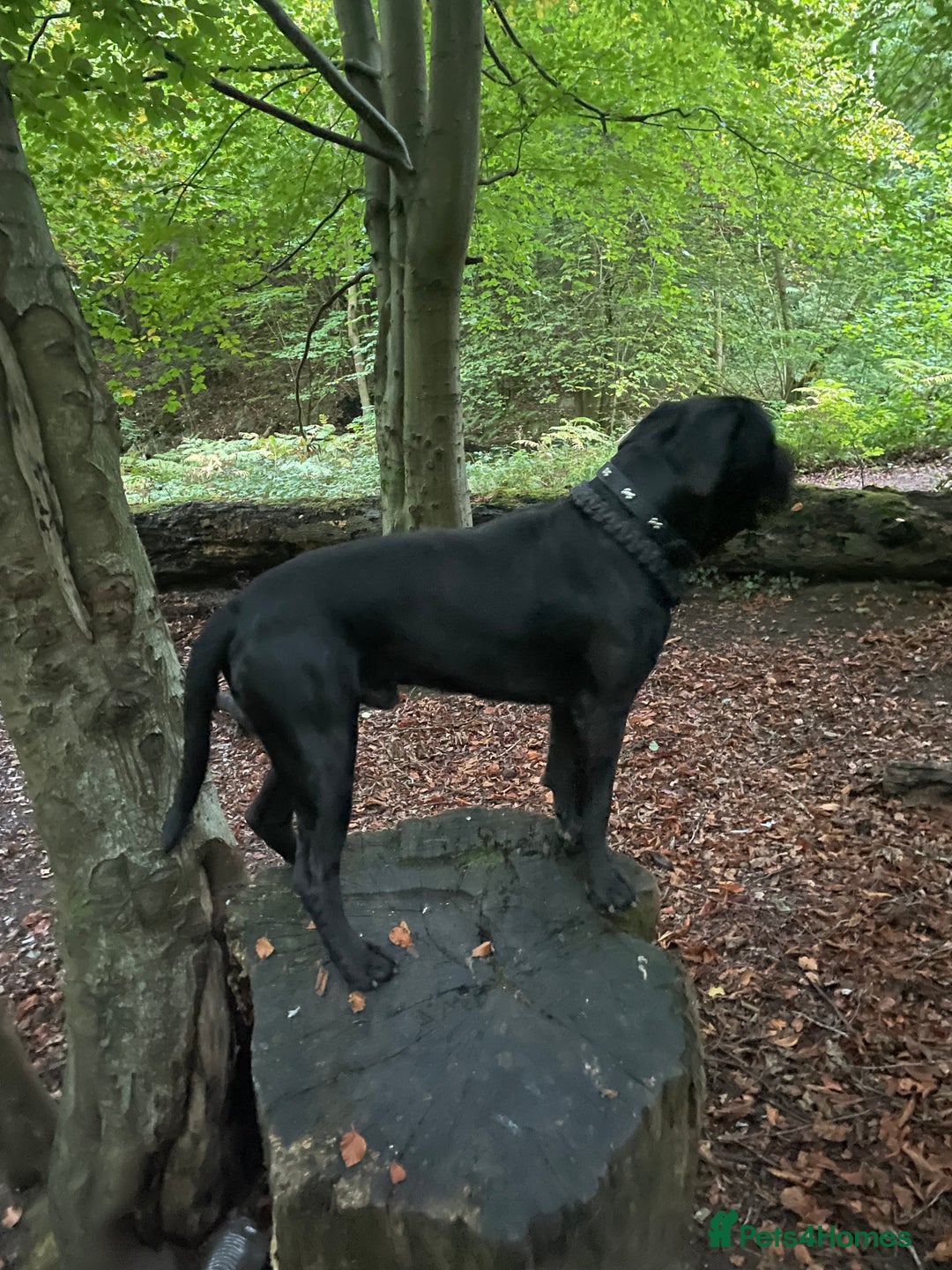 Cane Corso dogs for stud: Male cane corso looking to breed  - Image 2