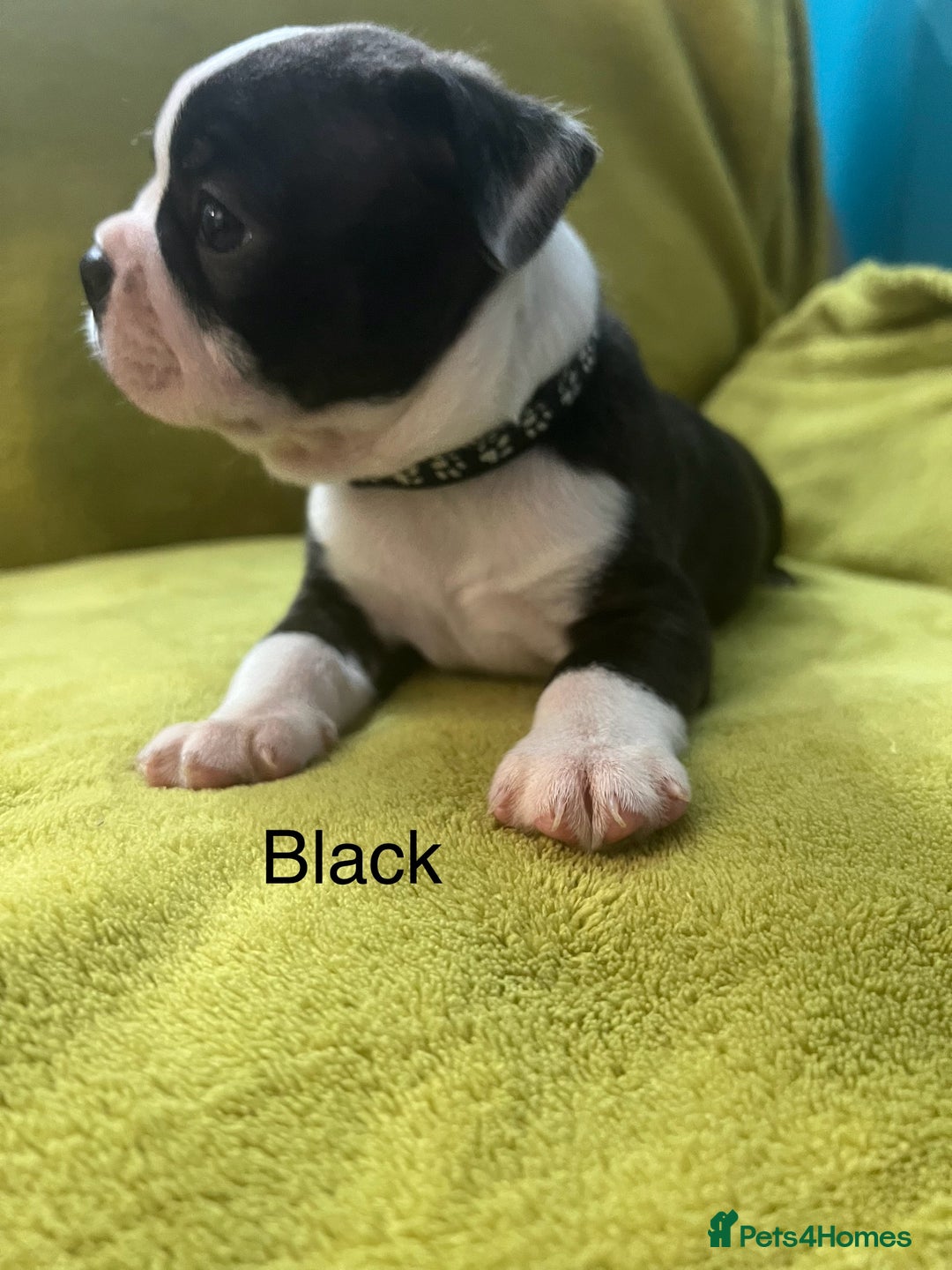 Boston Terrier dogs for sale: Boston terriers for sale - Image 14