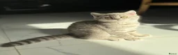 Scottish Fold cats for sale: Full pedigree Scottish fold kittens - Advert 8