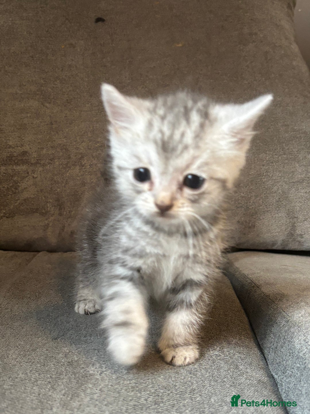 Bengal cats for sale: Silver Bengal male kitten  - Image 1