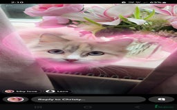 Ragdoll cats for sale: Beautiful Blue Eye, White Female Ragdoll - Image 14