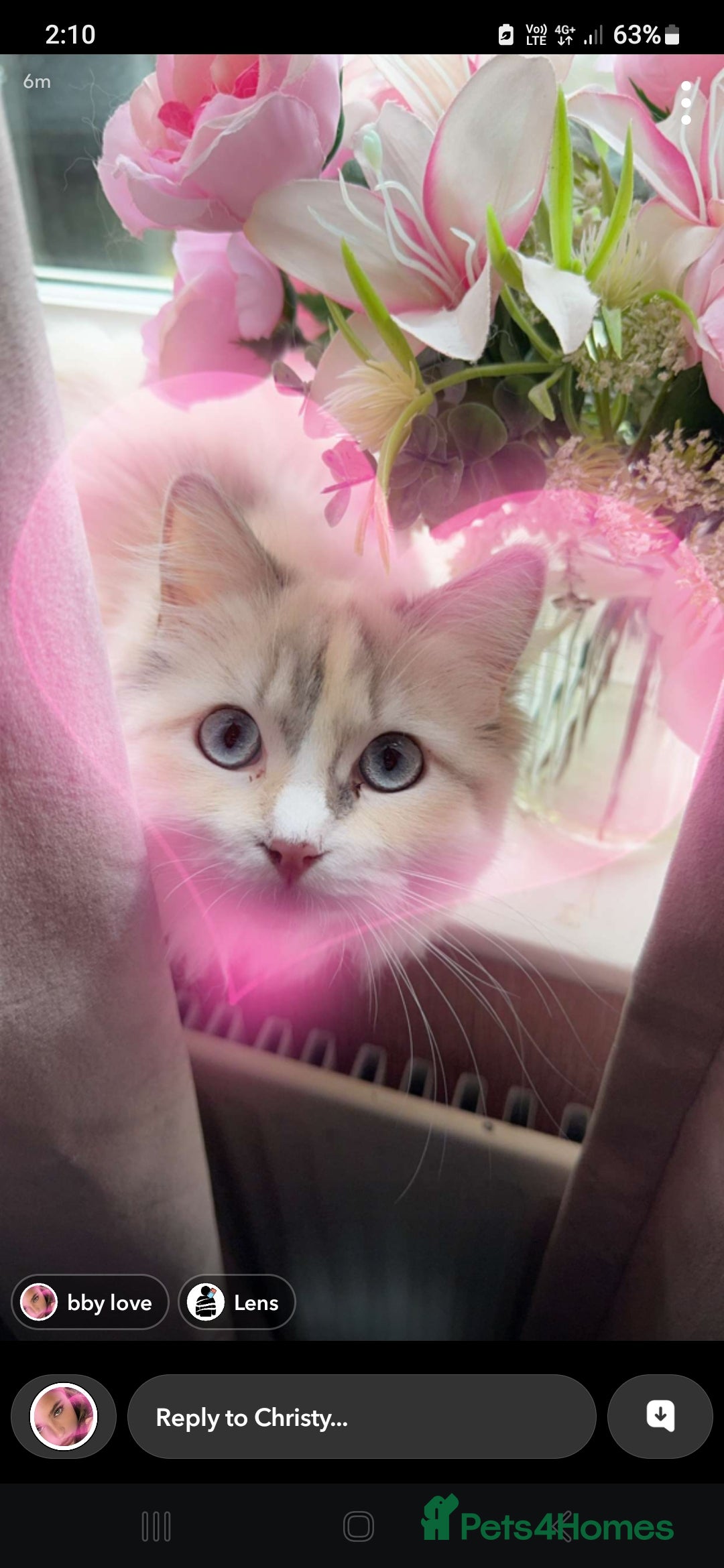 Ragdoll cats for sale: Beautiful Blue Eye, White Female Ragdoll - Image 14
