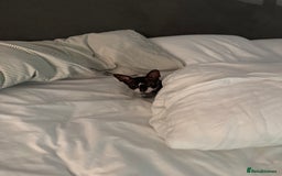 Cornish Rex cats for sale: Selling our beautiful Cornish Rex brothers - Image 15