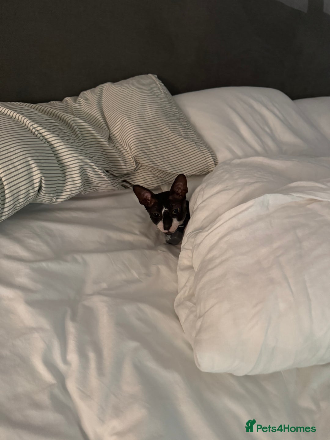 Cornish Rex cats for sale: Selling our beautiful Cornish Rex brothers - Image 15