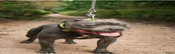 Staffordshire Bull Terrier dogs for sale: Beautiful blue Staffordshire bull terrier puppys - Advert 3