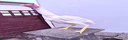 Chickens poultry for sale: WHITE O SHAMO CHICKENS - Advert 14