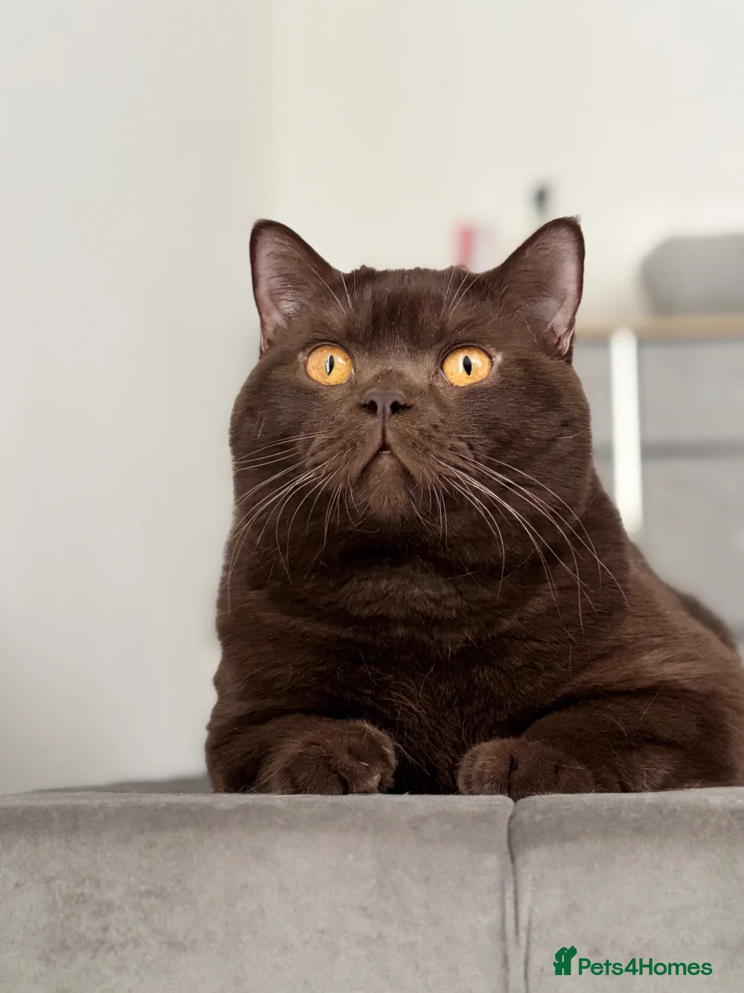 British Shorthair cats for stud: GCCF  Registered Chocolate & Lilac Active Studs  - Advert 2