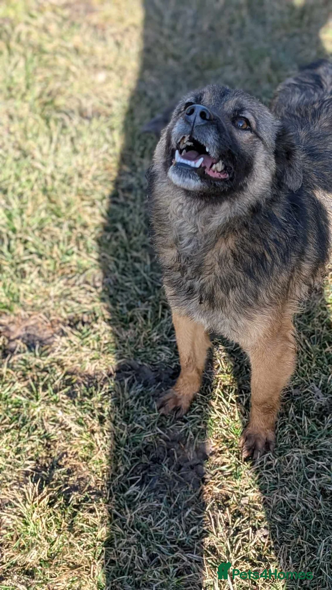 Mixed Breed dogs for adoption: Etta for adoption - Advert 7