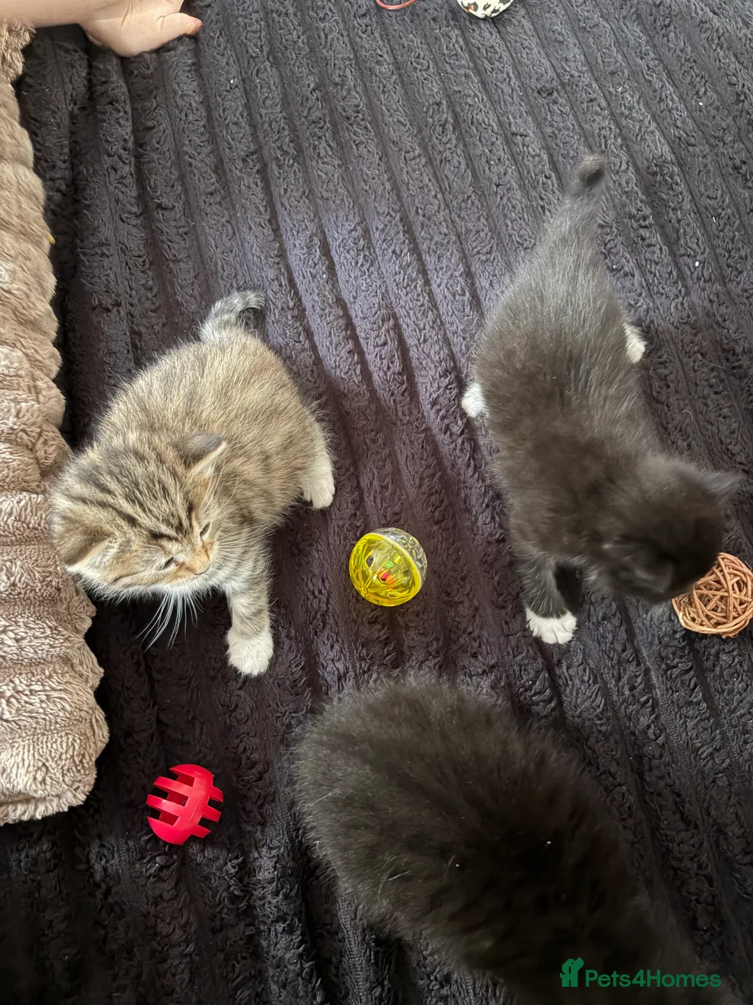 Mixed Breed cats for sale: 3x gorgeous tabby kittens  - Advert 13