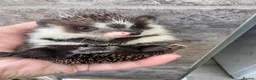 Pygmy Hedgehog rodents for sale: Baby hoglets ready now! Very friendly  - Advert 5